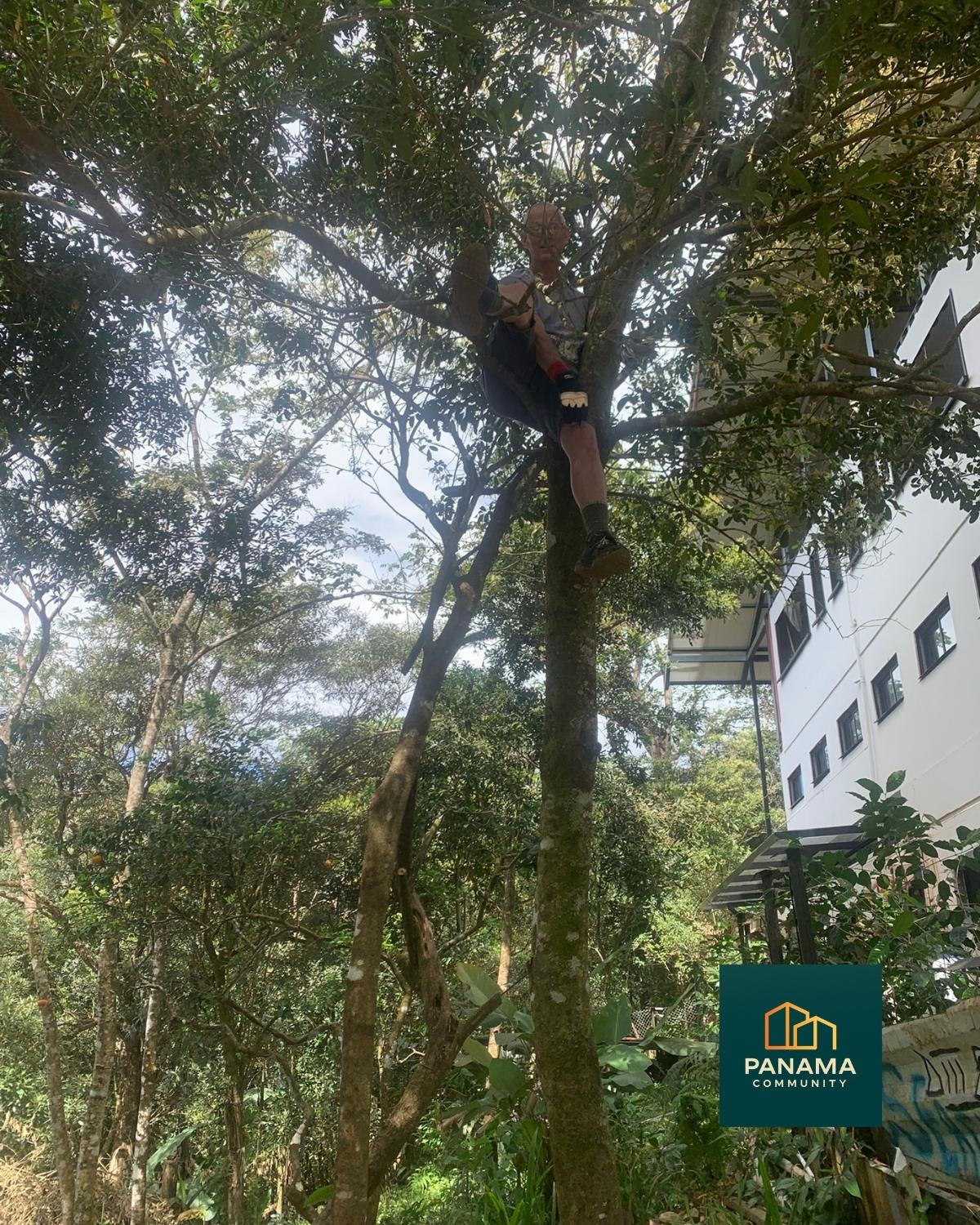 Person sitzt allein auf einem Baum, die Leiter ist umgefallen. Ohne Hilfe können kleine Unachtsamkeiten schnell zur Gefahr werden.