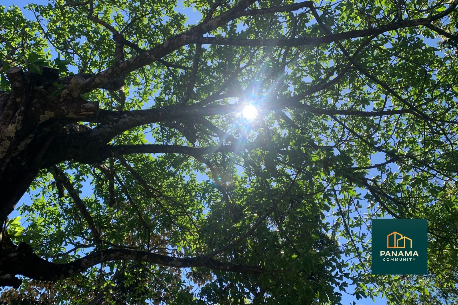 Sonne scheint durch grüne Baumkronen im Hochland von Panama mit klarem Himmel und frühlingshaftem Klima