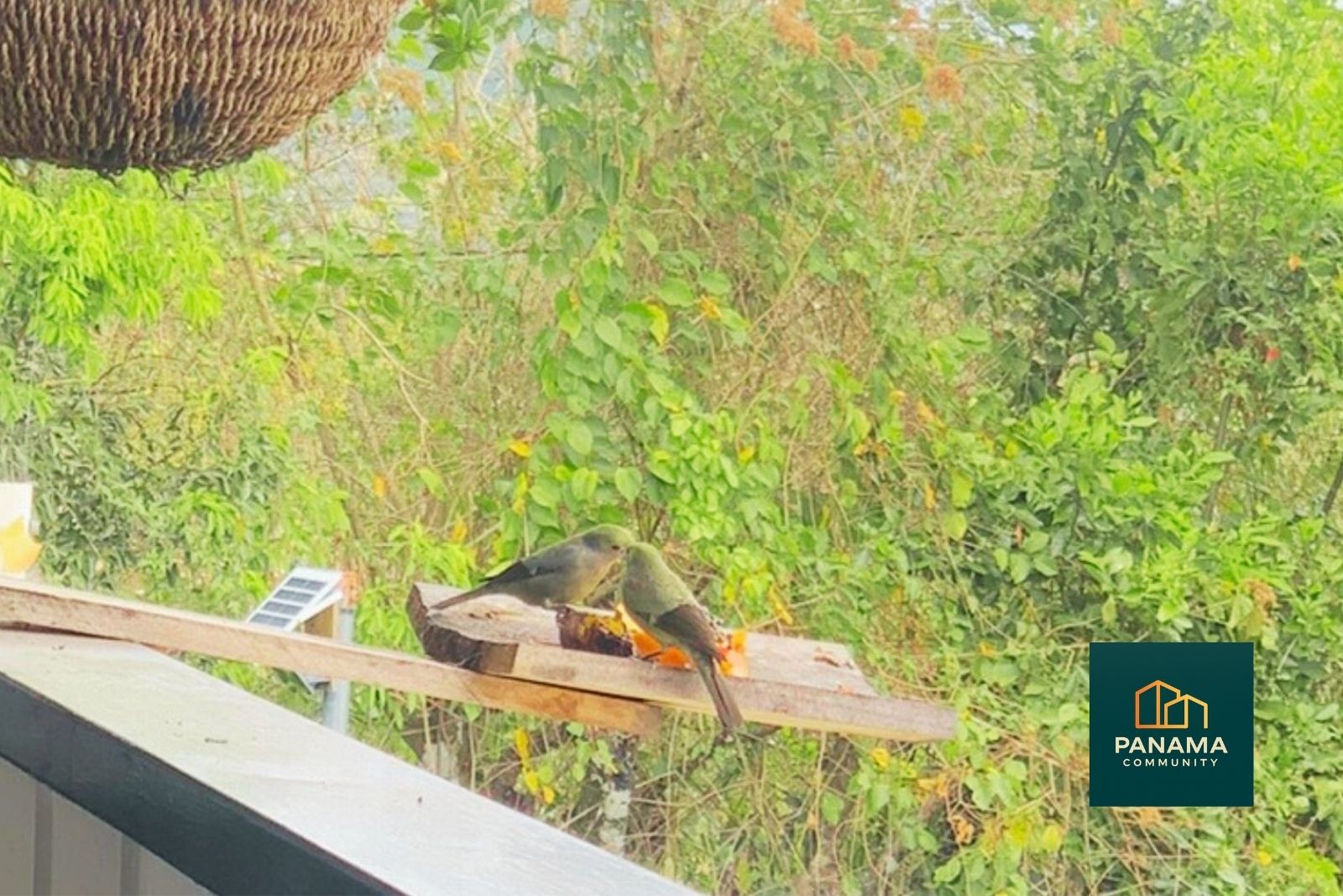 Zwei tropische Vögel fressen auf einem Holzbrett vor einer Terrasse im Hochland von Panama.