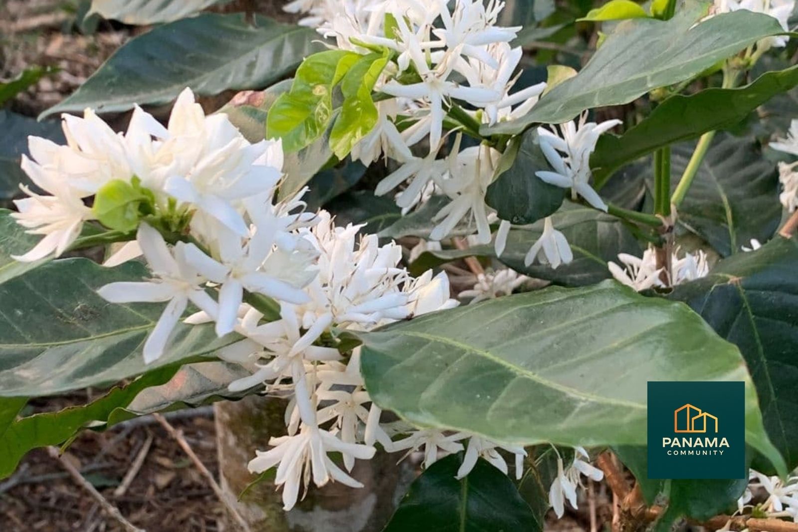 Weiße Kaffeeblüten an einem Kaffeestrauch im Hochland von Panama bei Refugio de Palmira.