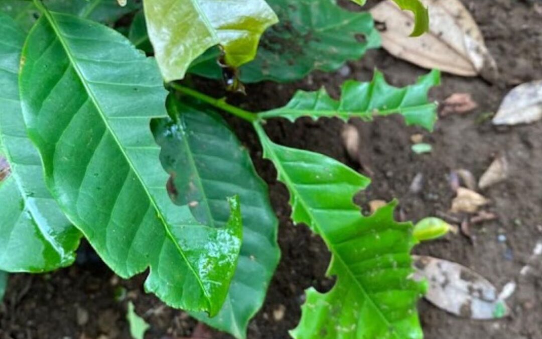 Ameisen auf einer Kaffeepflanze im Garten von Palmira bei Boquete in Panama