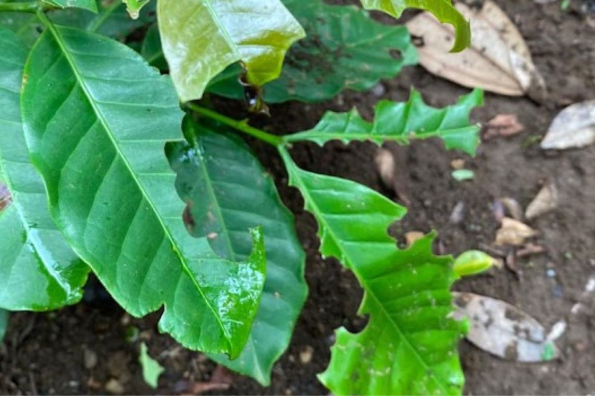 Ameisen auf einer Kaffeepflanze im Garten von Palmira bei Boquete in Panama